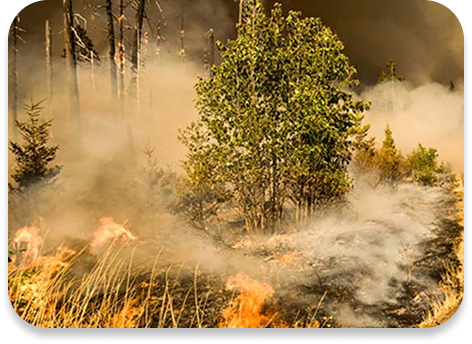 Wild Fire